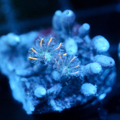 JC Neon Clove Polyp