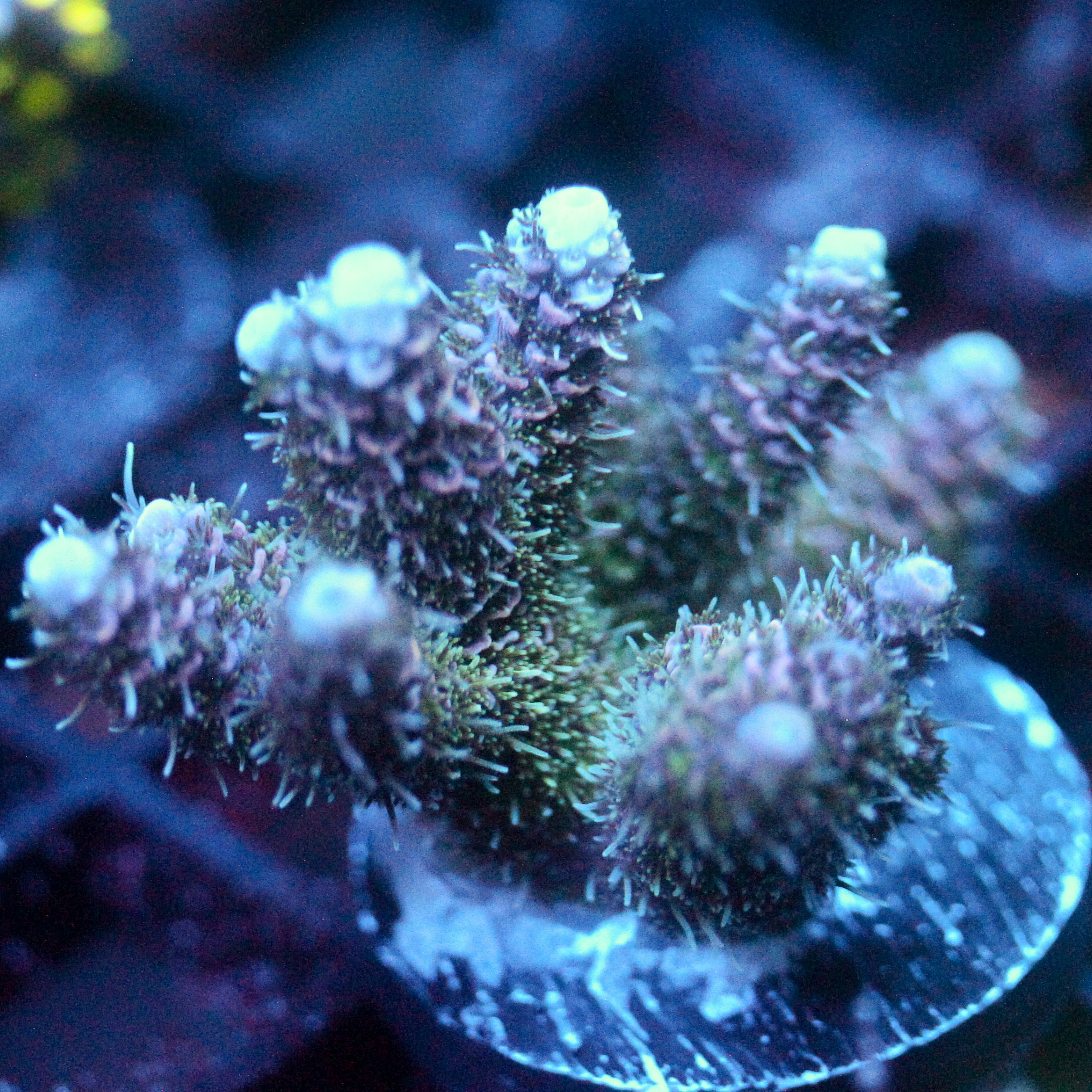 JC Enchanment Acro