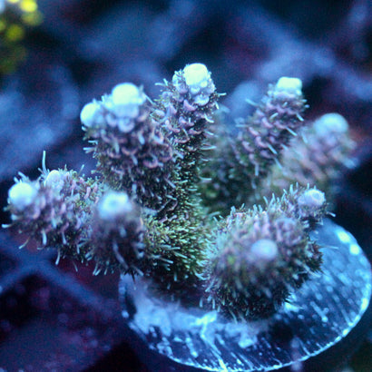 JC Enchanment Acro