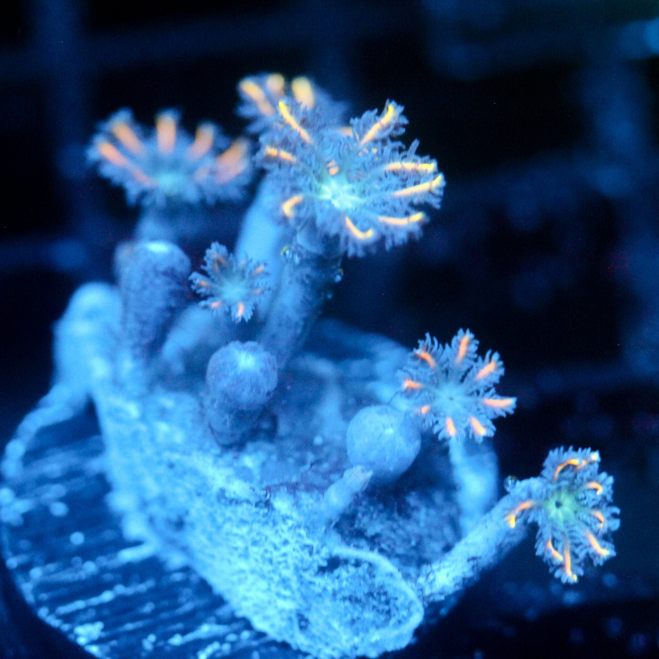 JC Neon Clove Polyp
