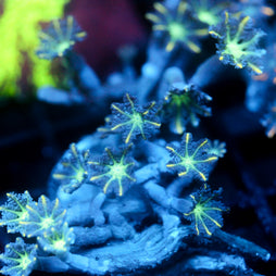 JC Neon Clove Polyp