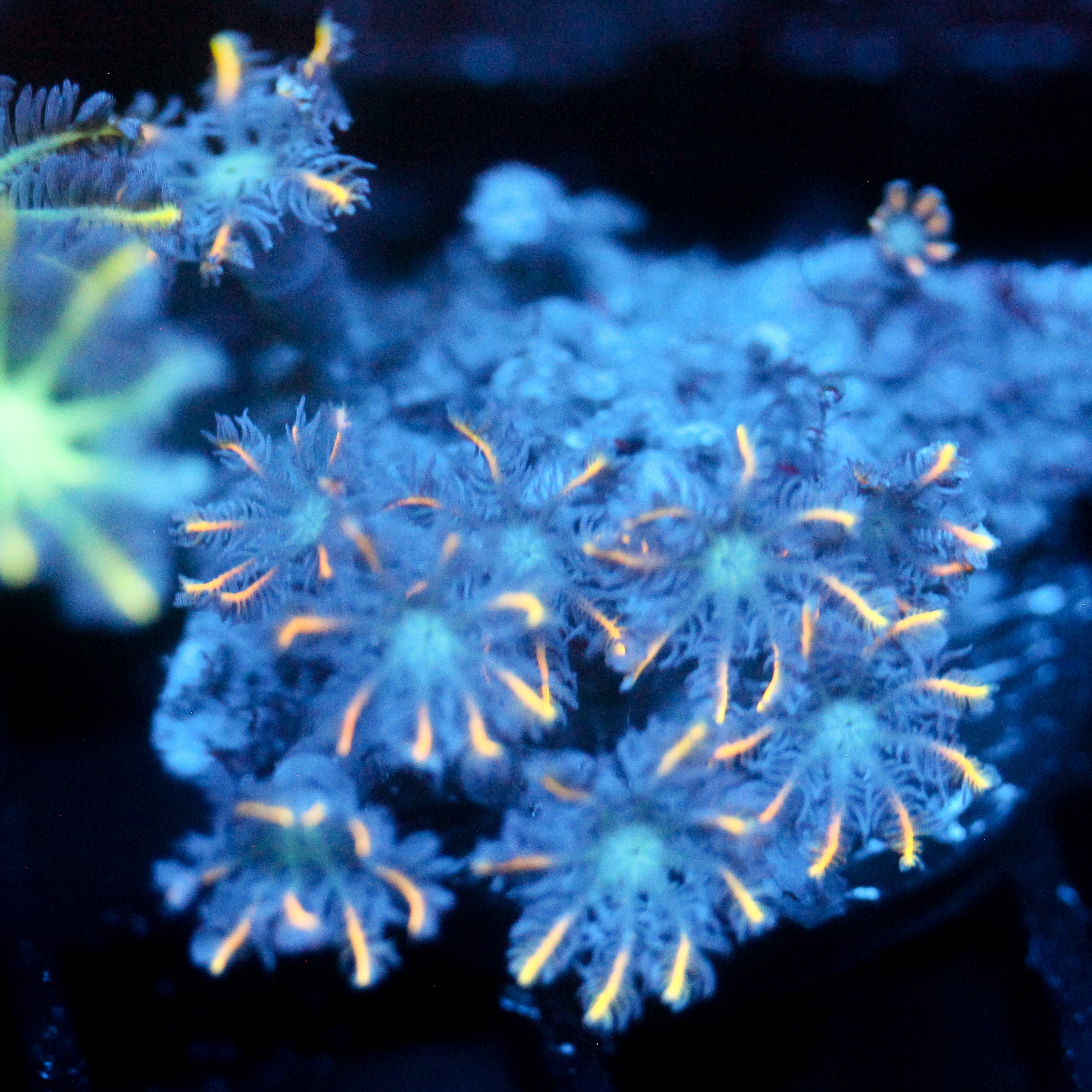 JC Neon Clove Polyp