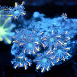 JC Neon Clove Polyp
