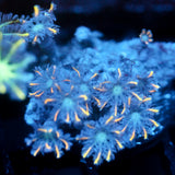 JC Neon Clove Polyp