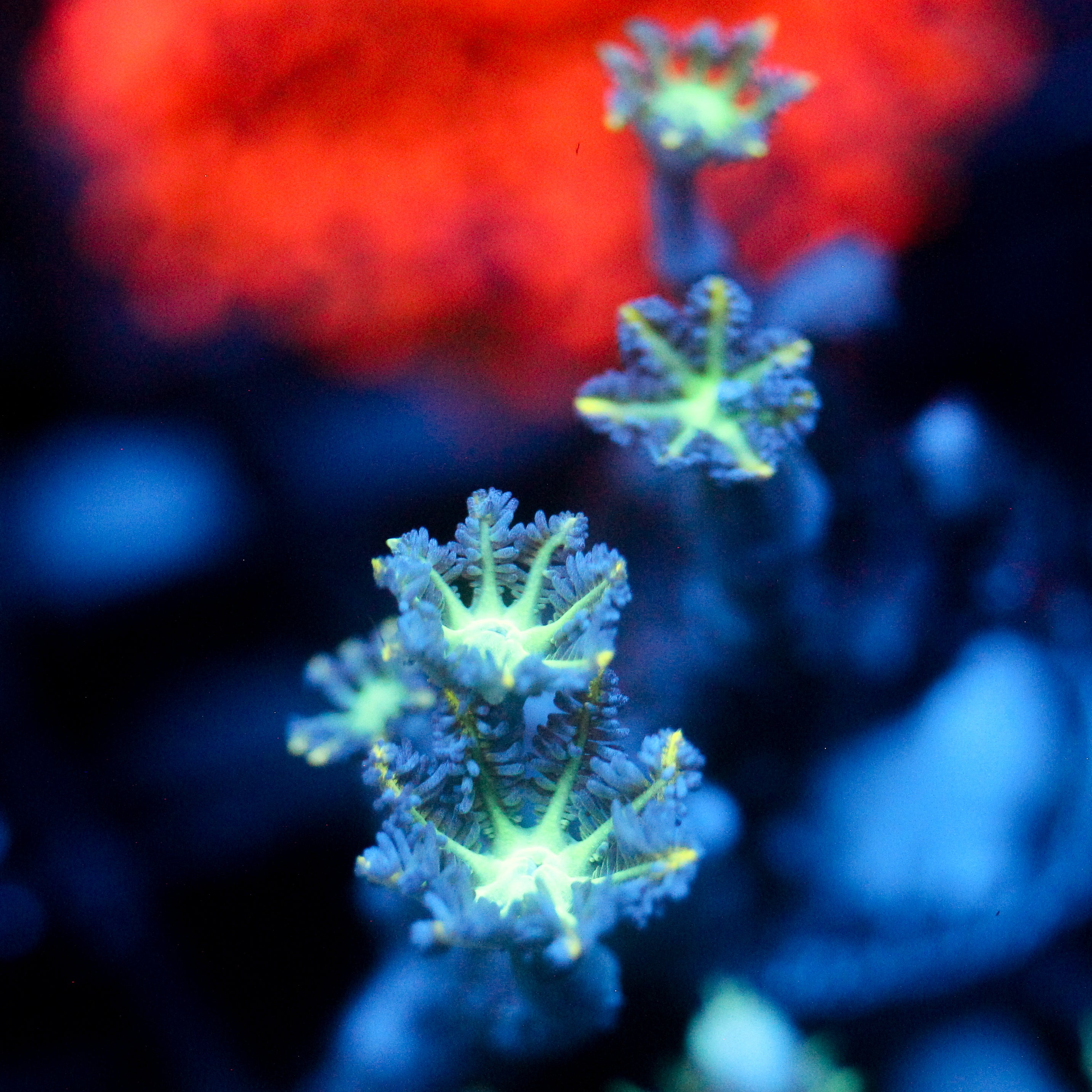 JC Neon Clove Polyp