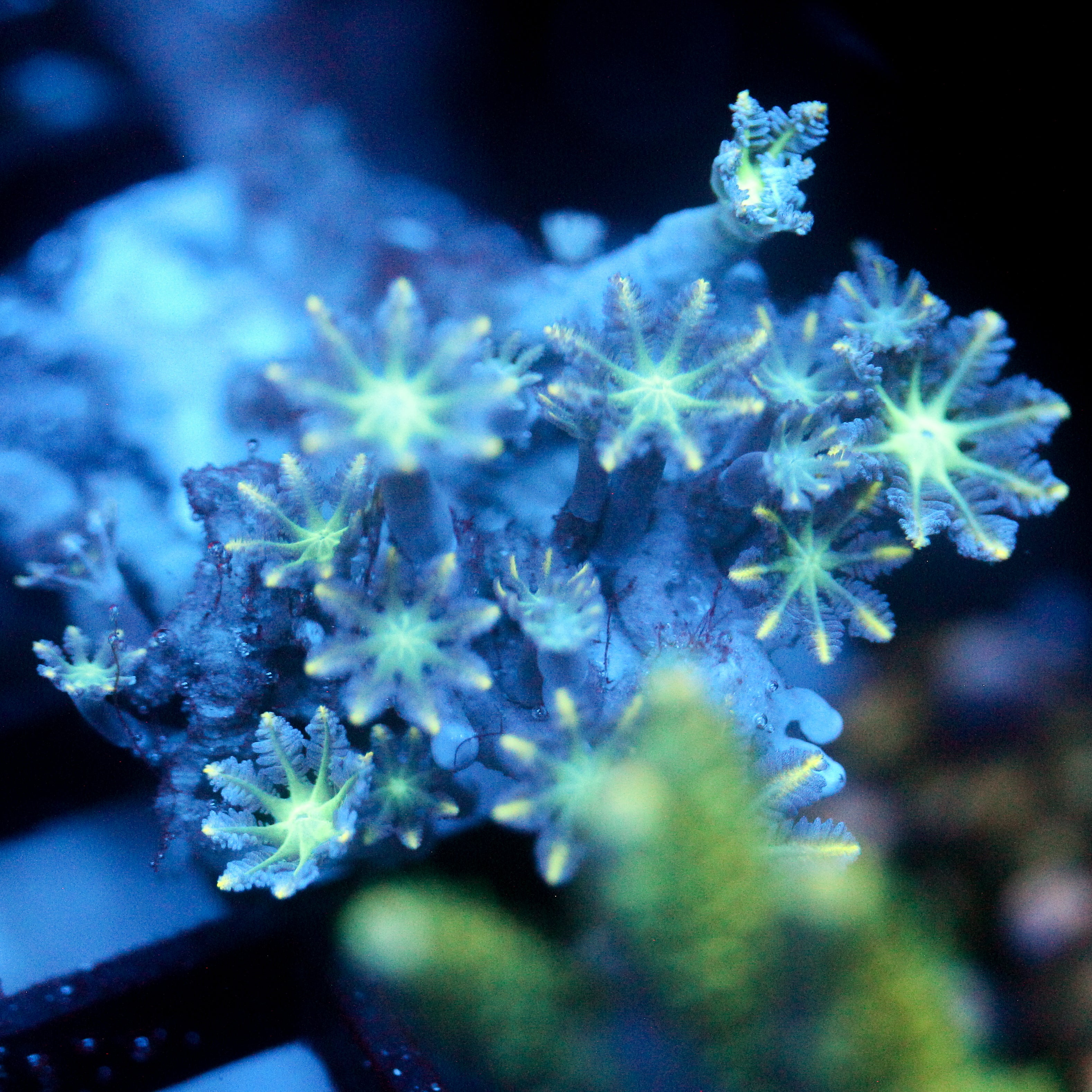 JC Neon Clove Polyp
