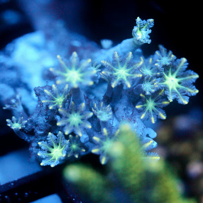 JC Neon Clove Polyp