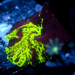 JC Ultra Eclectus Vortex Pattern LG