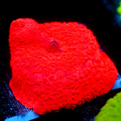 JC Ultra Red Discosoma 2"+