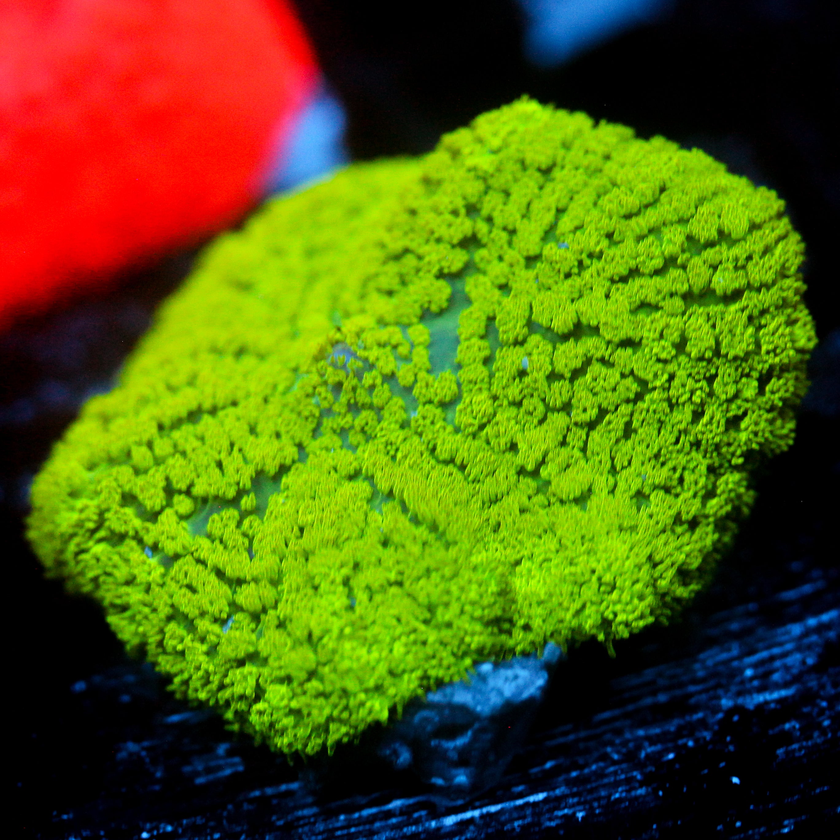 JC Neon Green Rhodactis Chunky