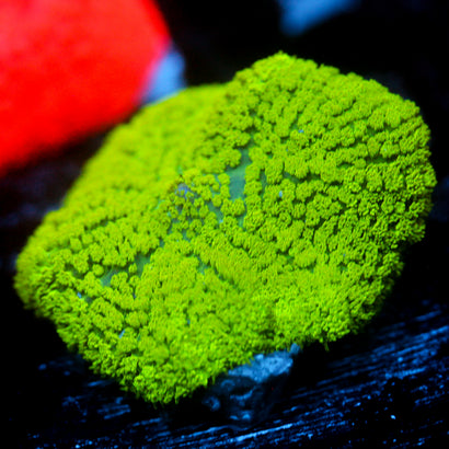 JC Neon Green Rhodactis Chunky