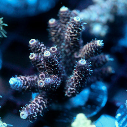 JC Hyacinth Acro