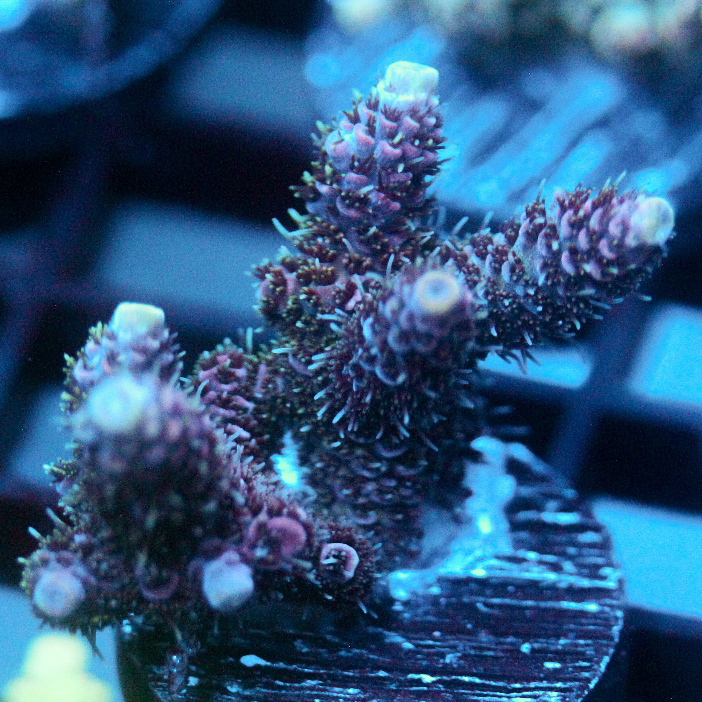 JC Hyacinth Acro