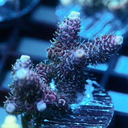 JC Hyacinth Acro