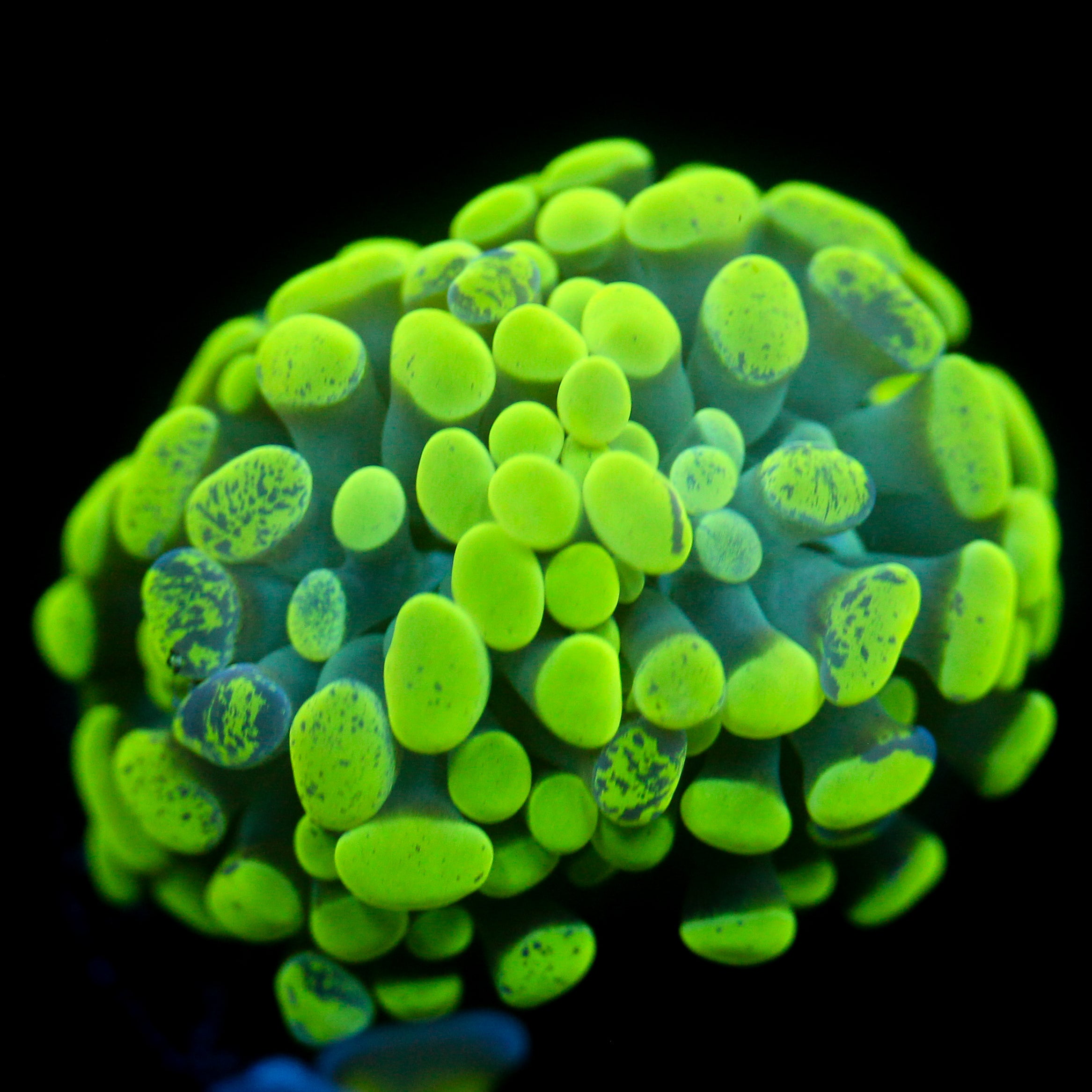 JC Neon Green Splatter Hammer