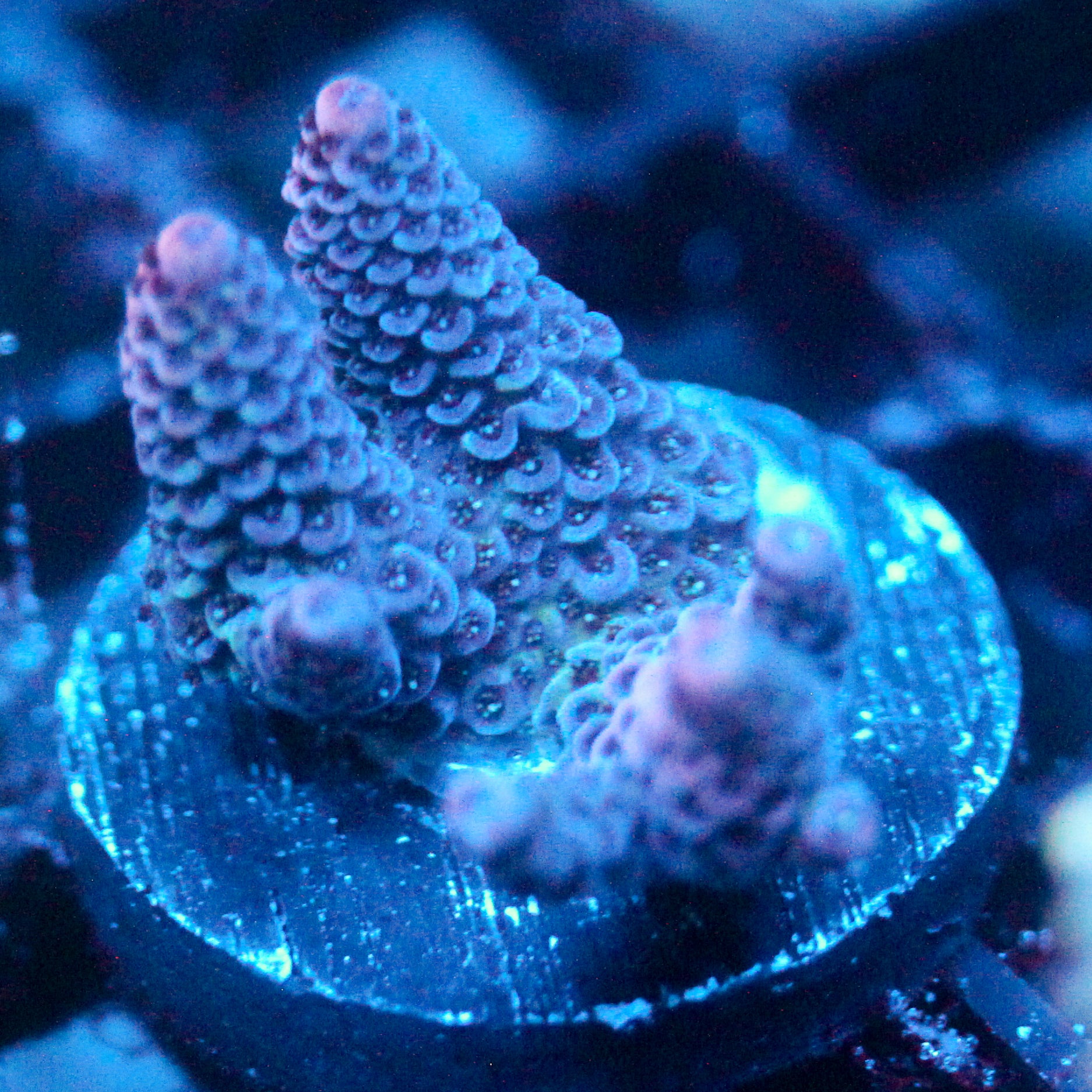 JC Pinurple Acro