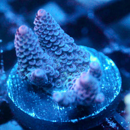 JC Pinurple Acro