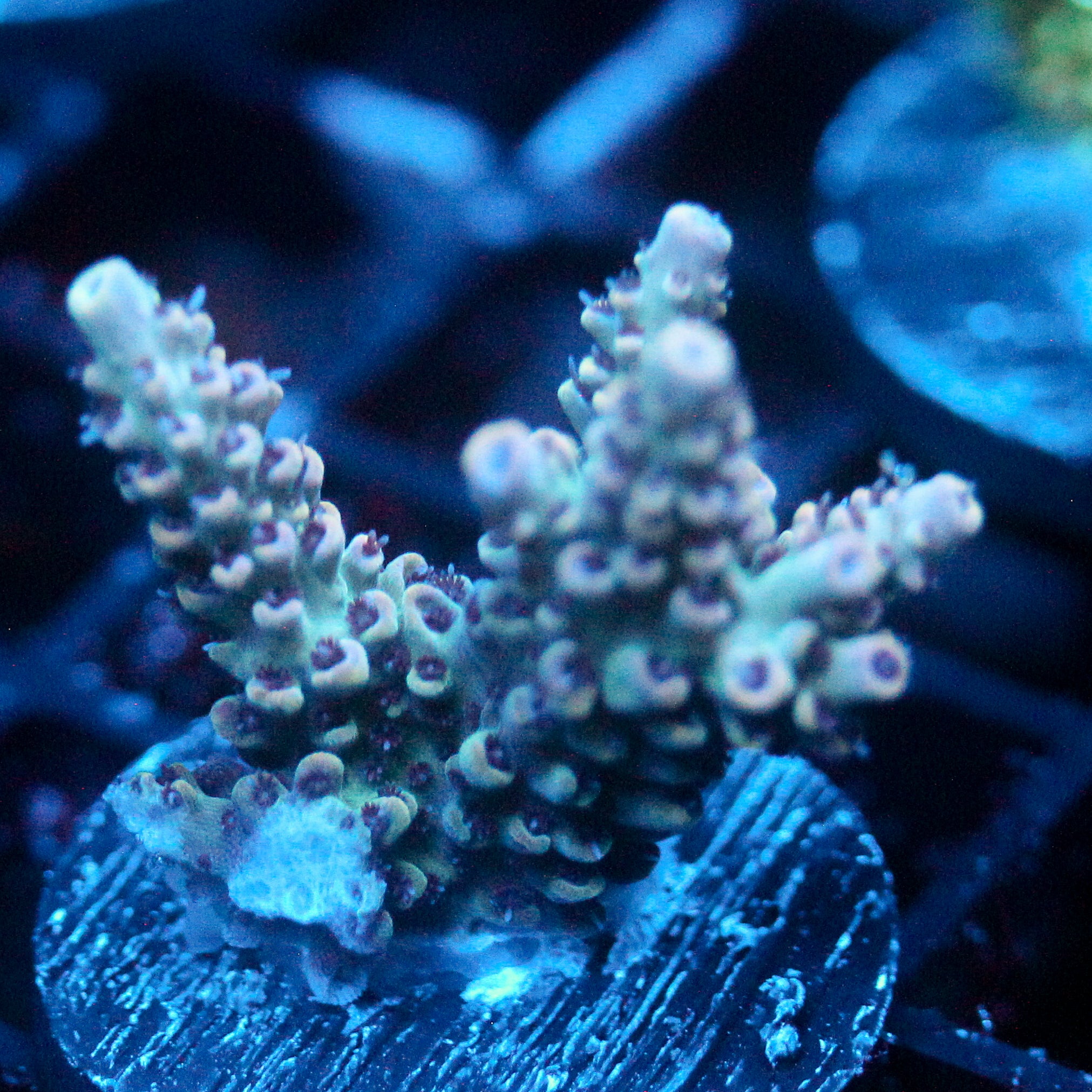 JC Vivarium Acro