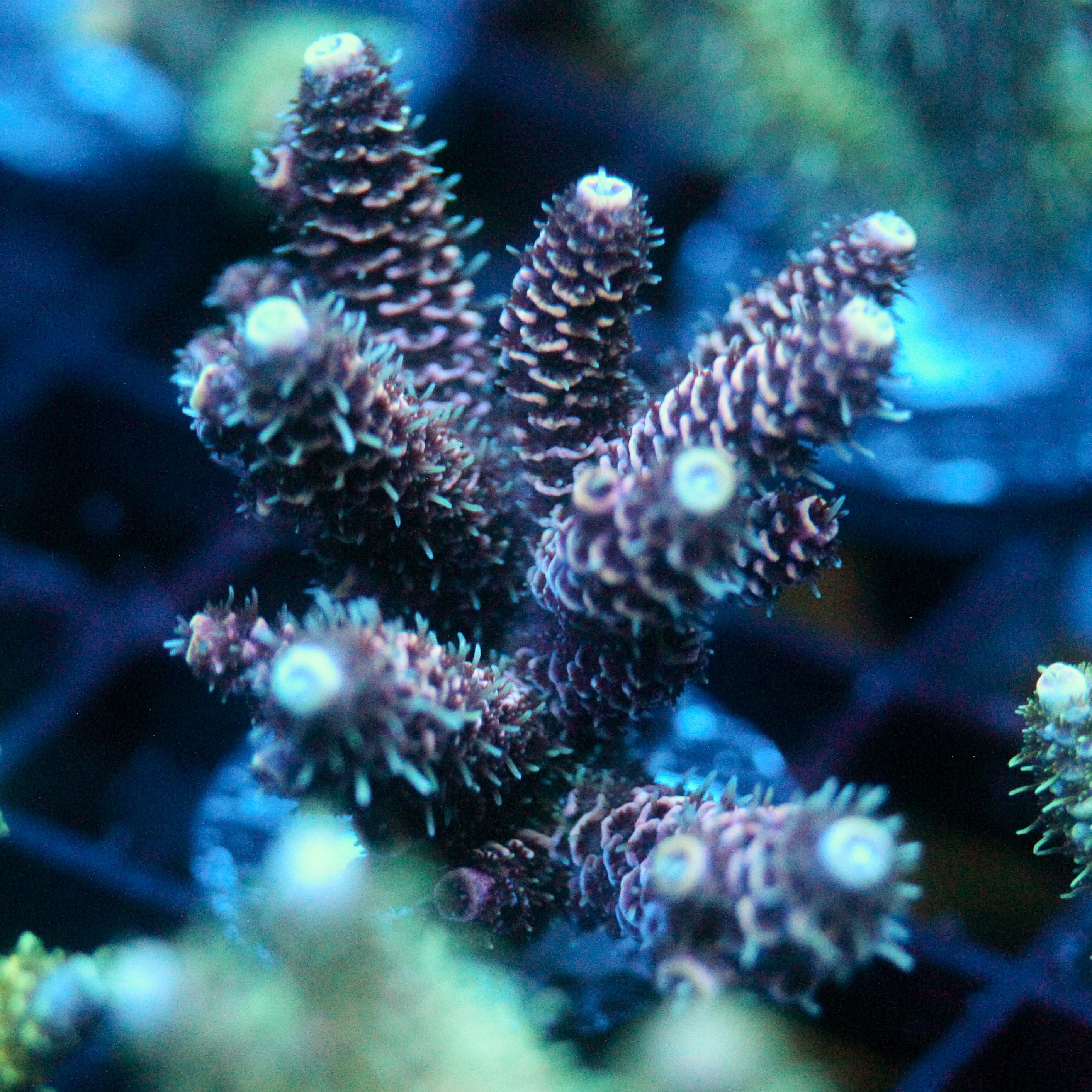JC Hyacinth Acro