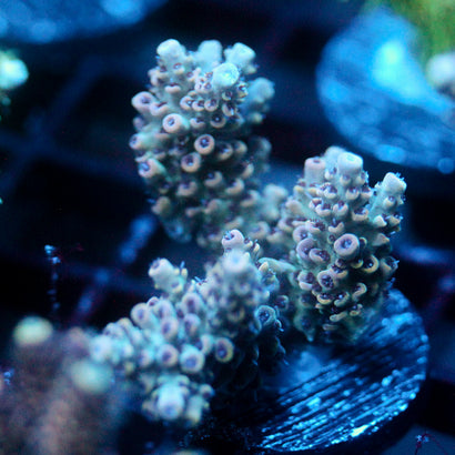 JC Vivarium Acro