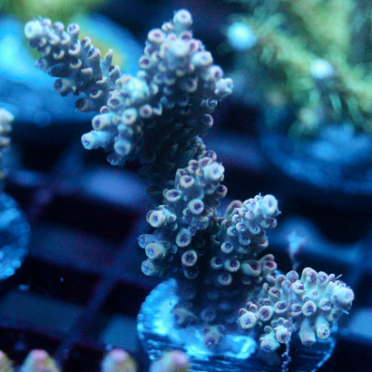 JC Vivarium Acro