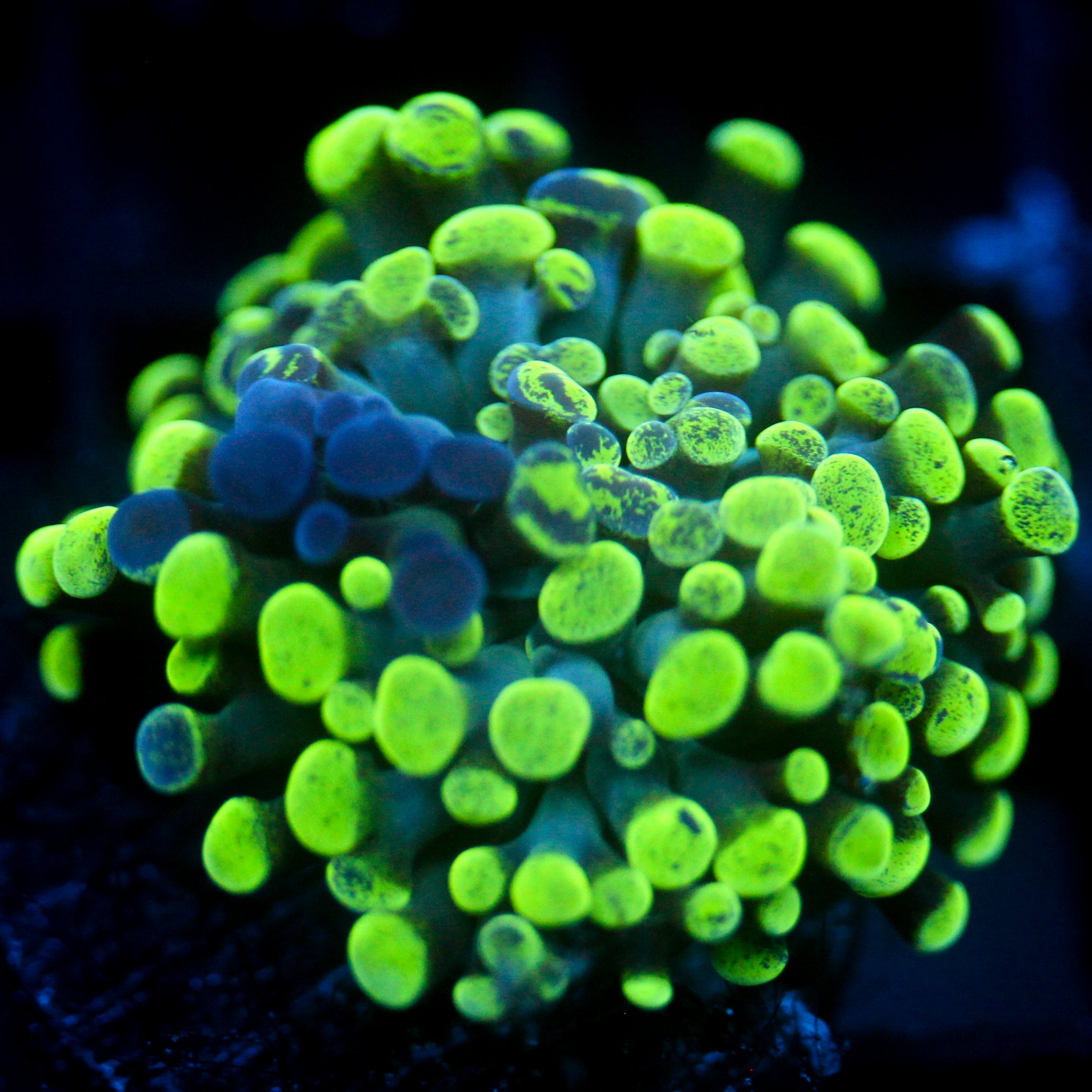 JC SPlatter Hammer