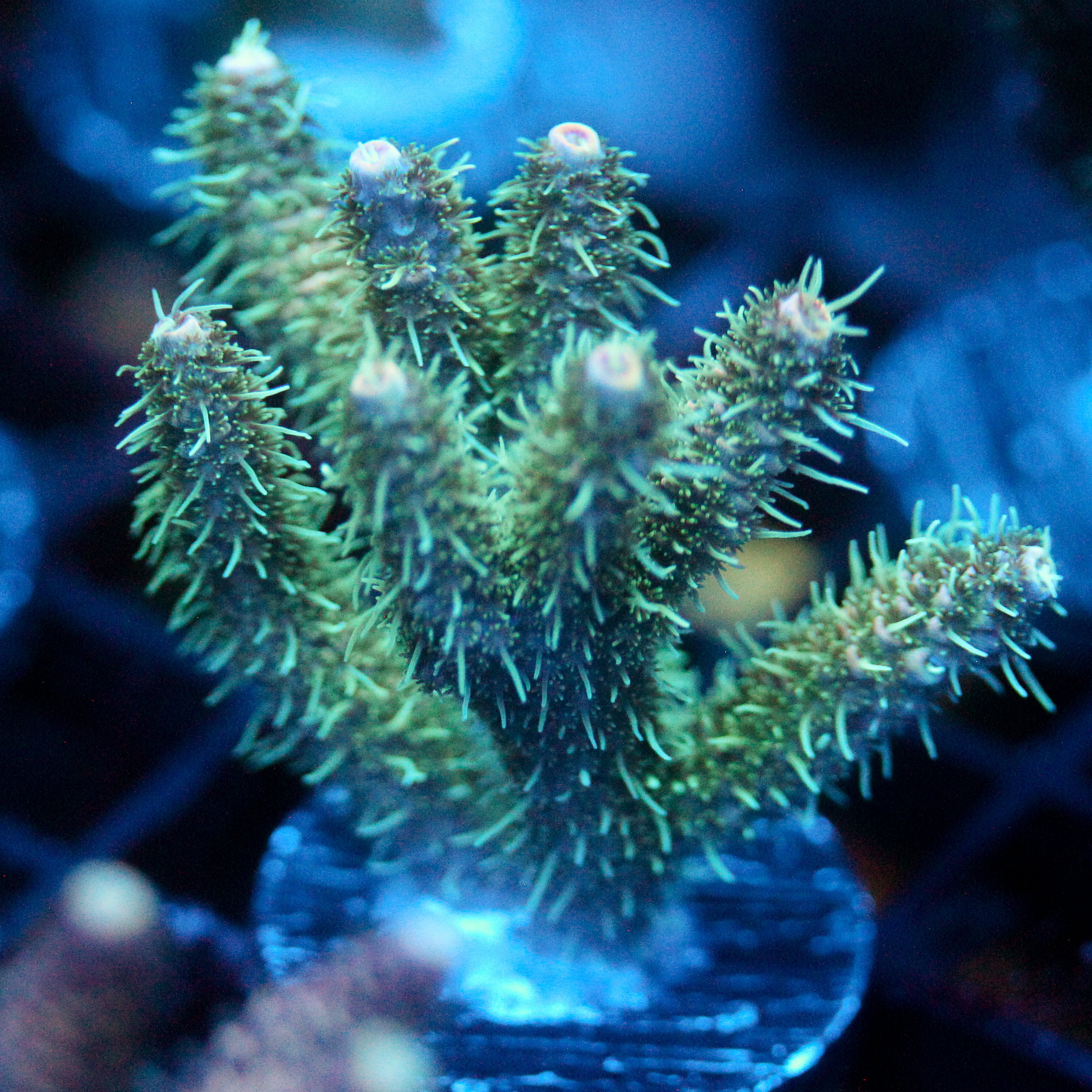 JC Elk Horn Acro
