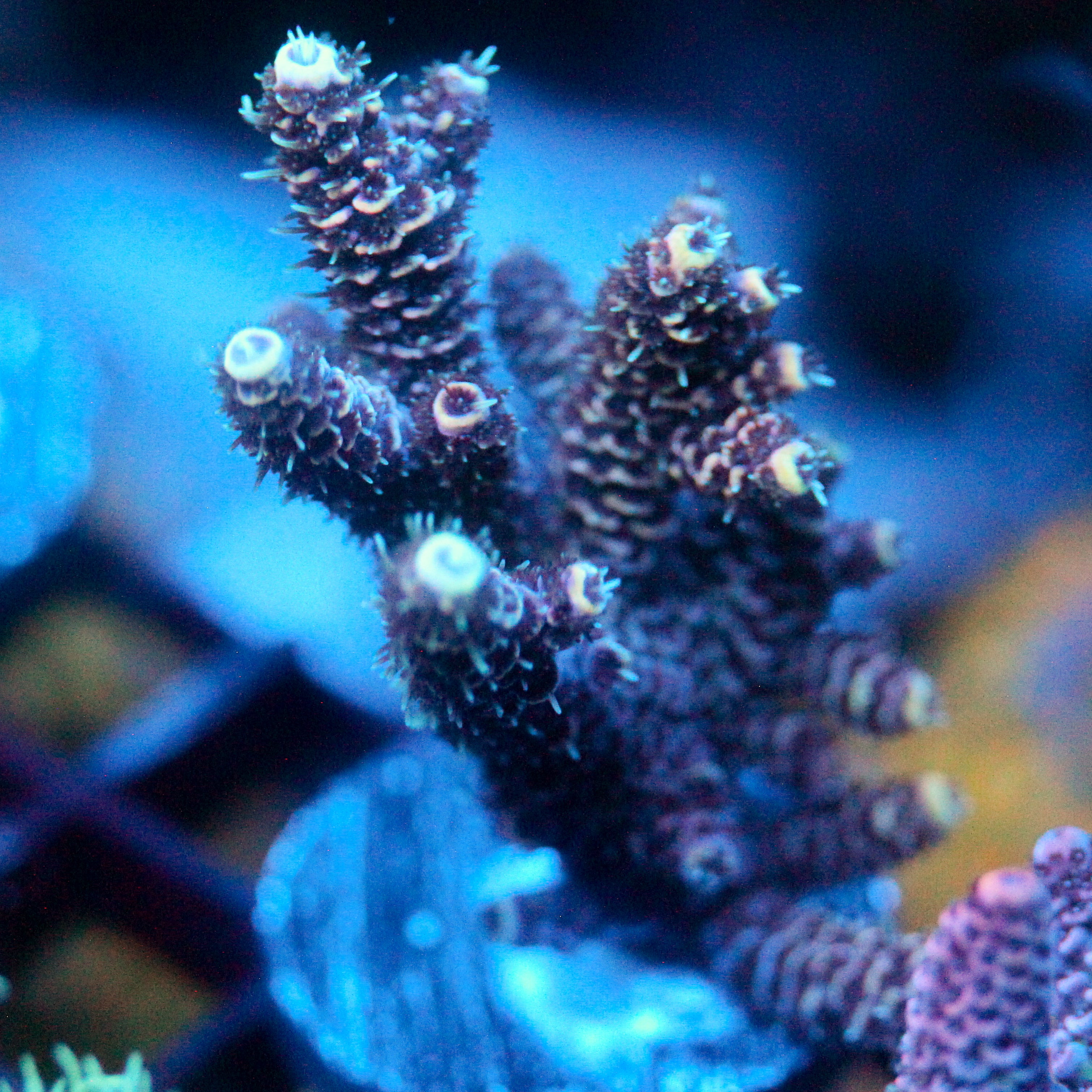 JC Hyacinth Acro