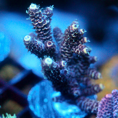 JC Hyacinth Acro