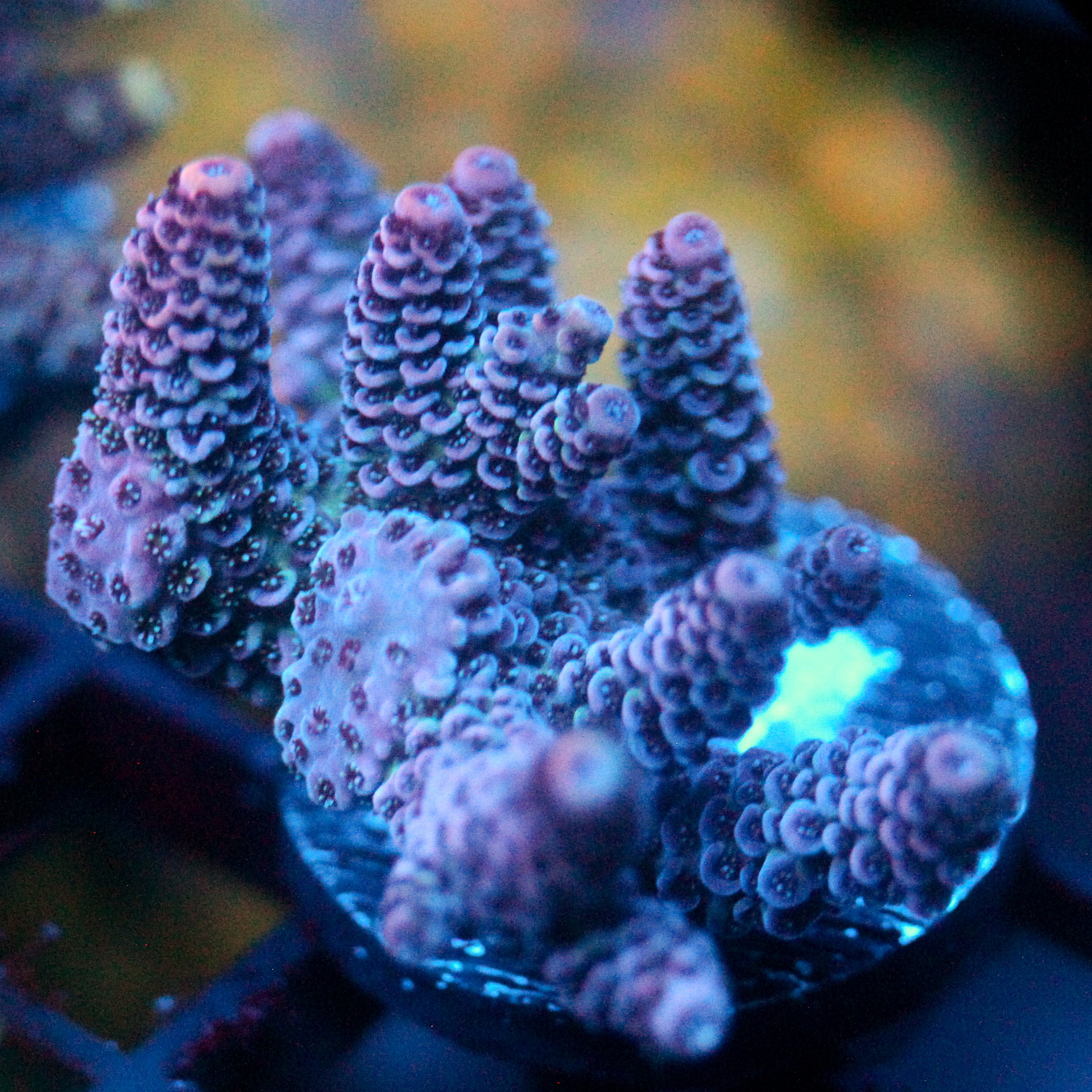 JC Pinurple Acro