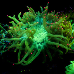 JC Biota Aquacultured Hyper Pink Tip Elegance