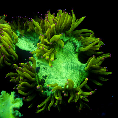 JC Biota Aquacultured Julian Sprung Elegance, Absolutely Massive 6.5"+