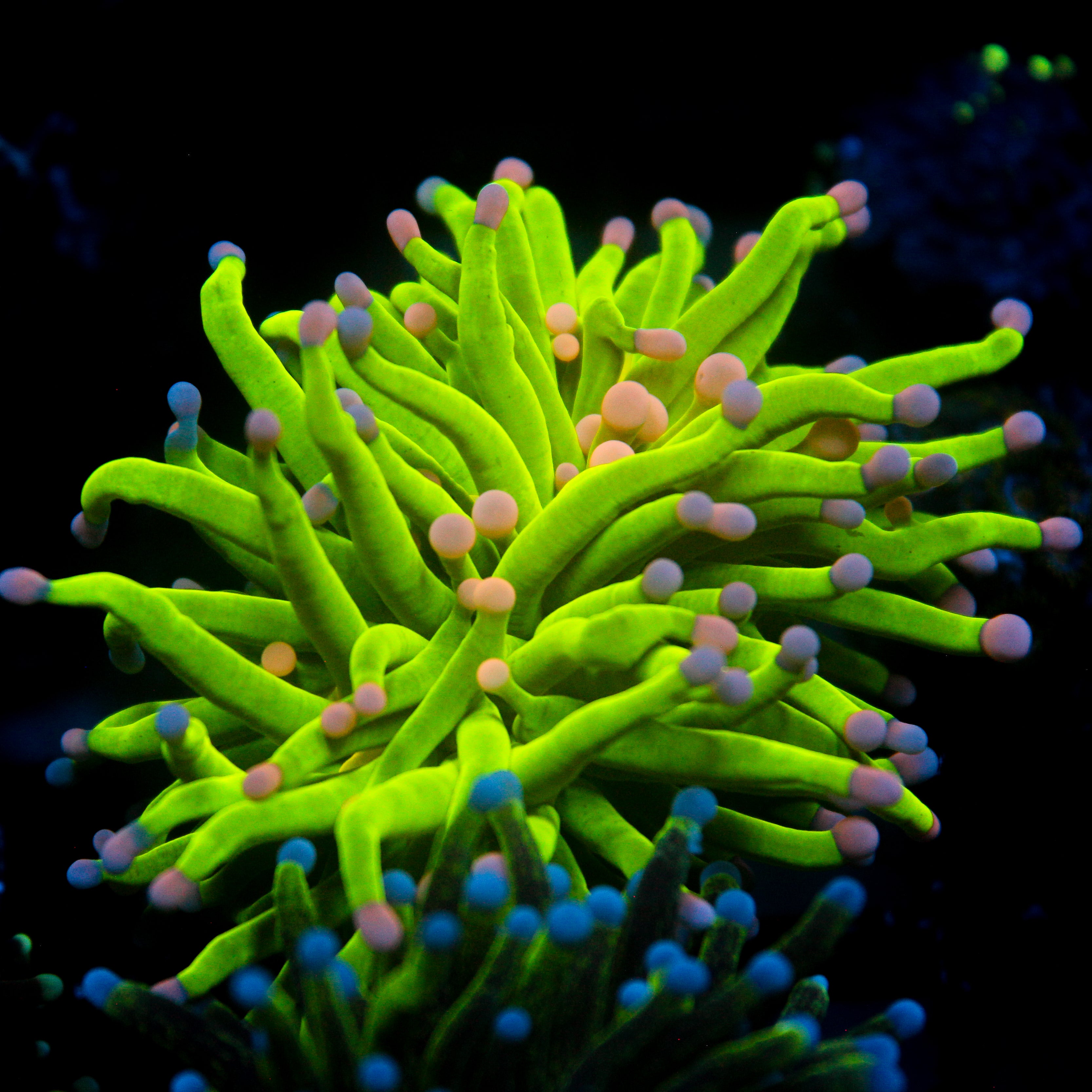 JC Pink Tip Holy Grail Torch
