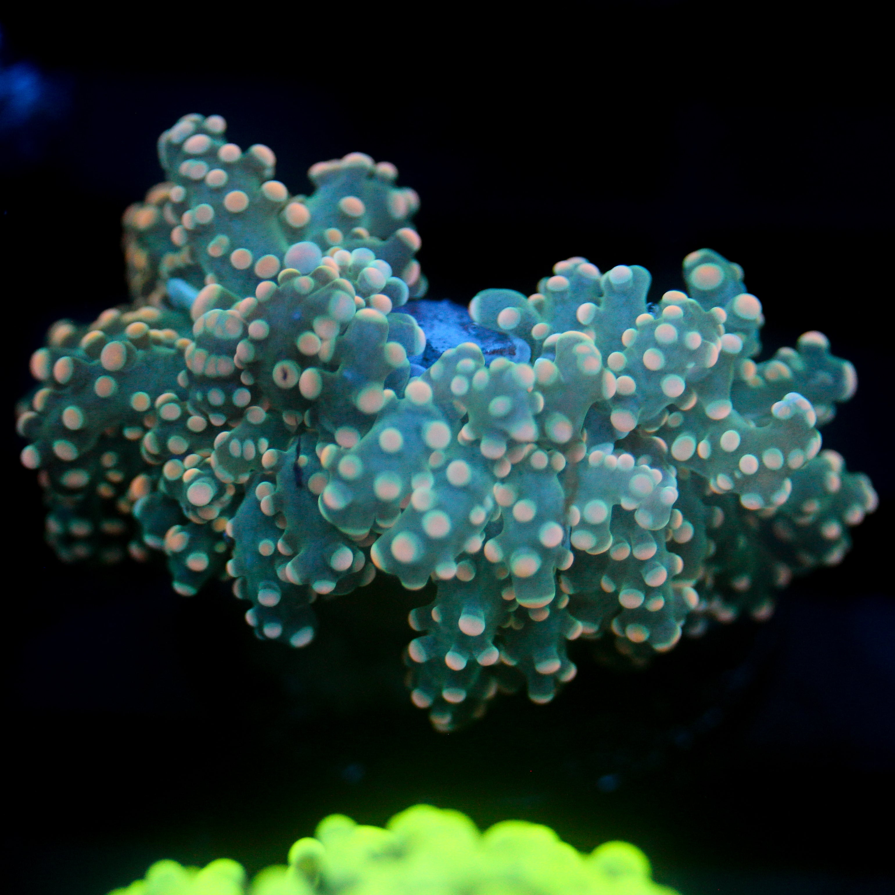 JC Dreamcicle Octo