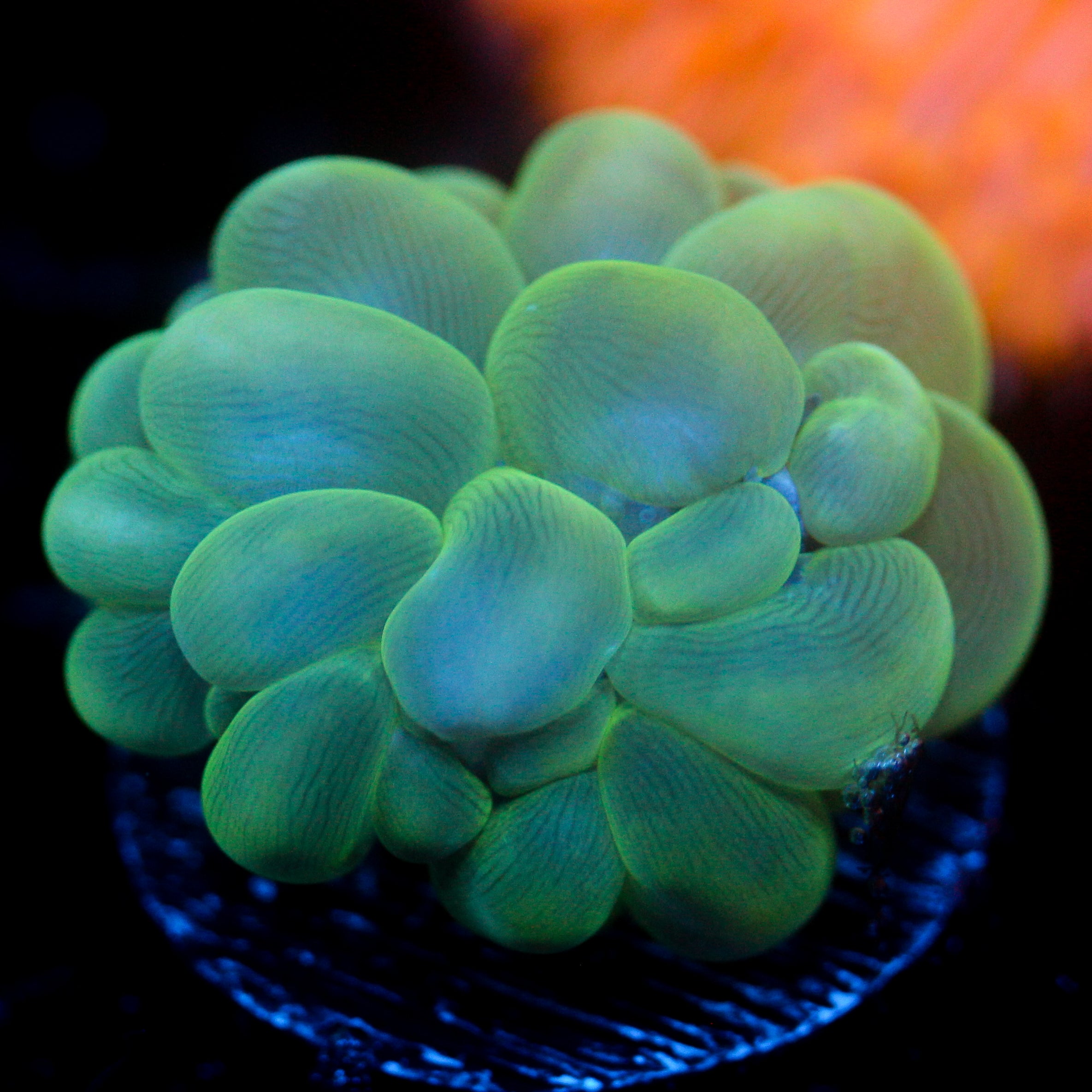 JC Aquacultured Bubble Coral Baby 1"