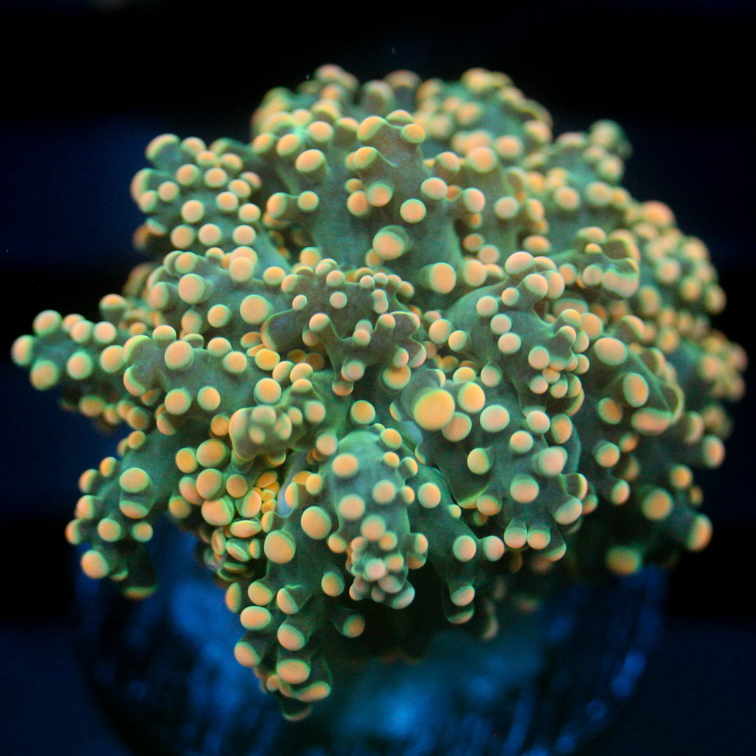 JC Dreamcicle Octo