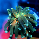 JC Sinister Teal Tiger Torch