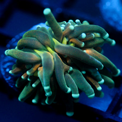 JC Sinister Teal Tiger Torch