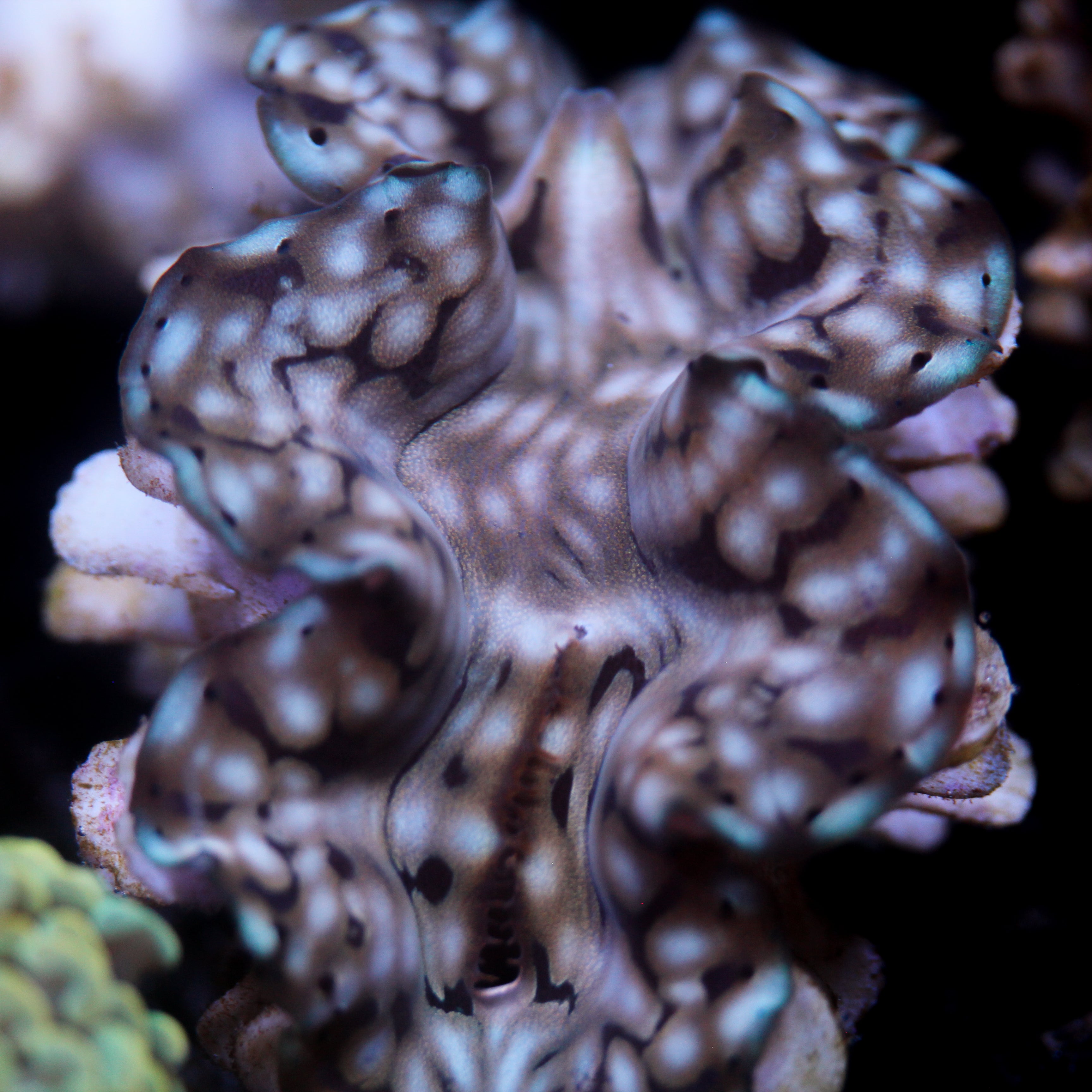 JC Biota Aqucultured Squamosa