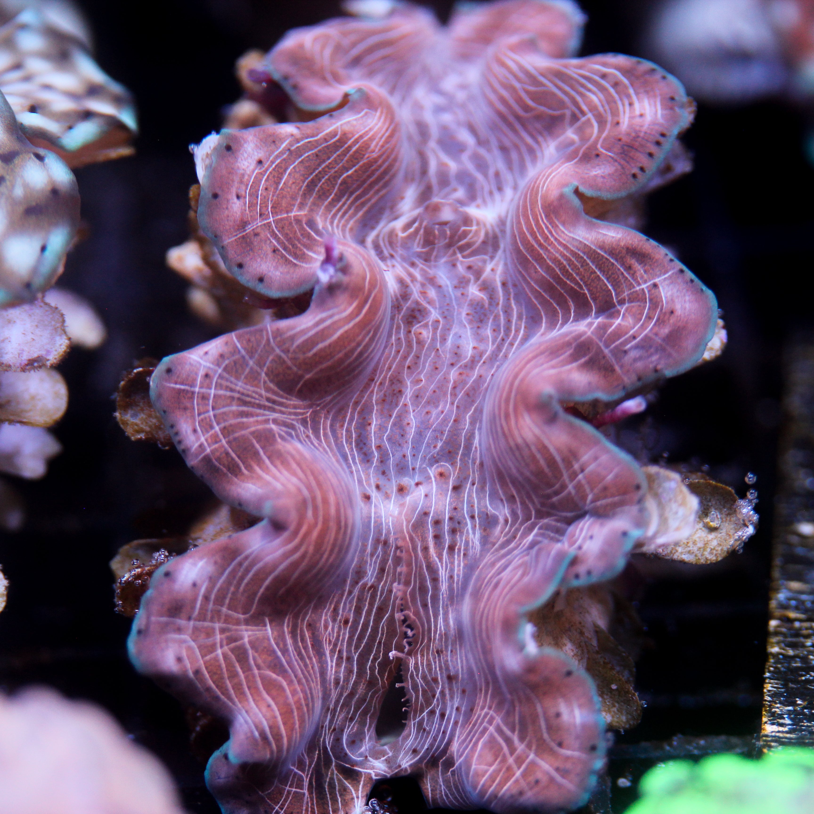 JC Biota Aquacultured Squamosina