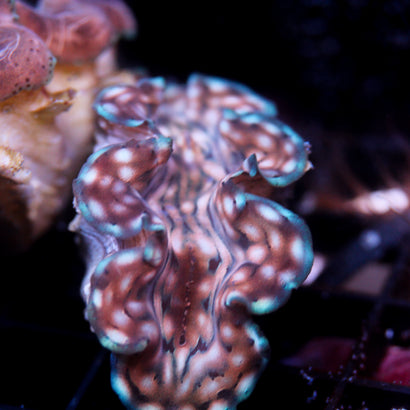 JC Biota Aquacultured Squamosa