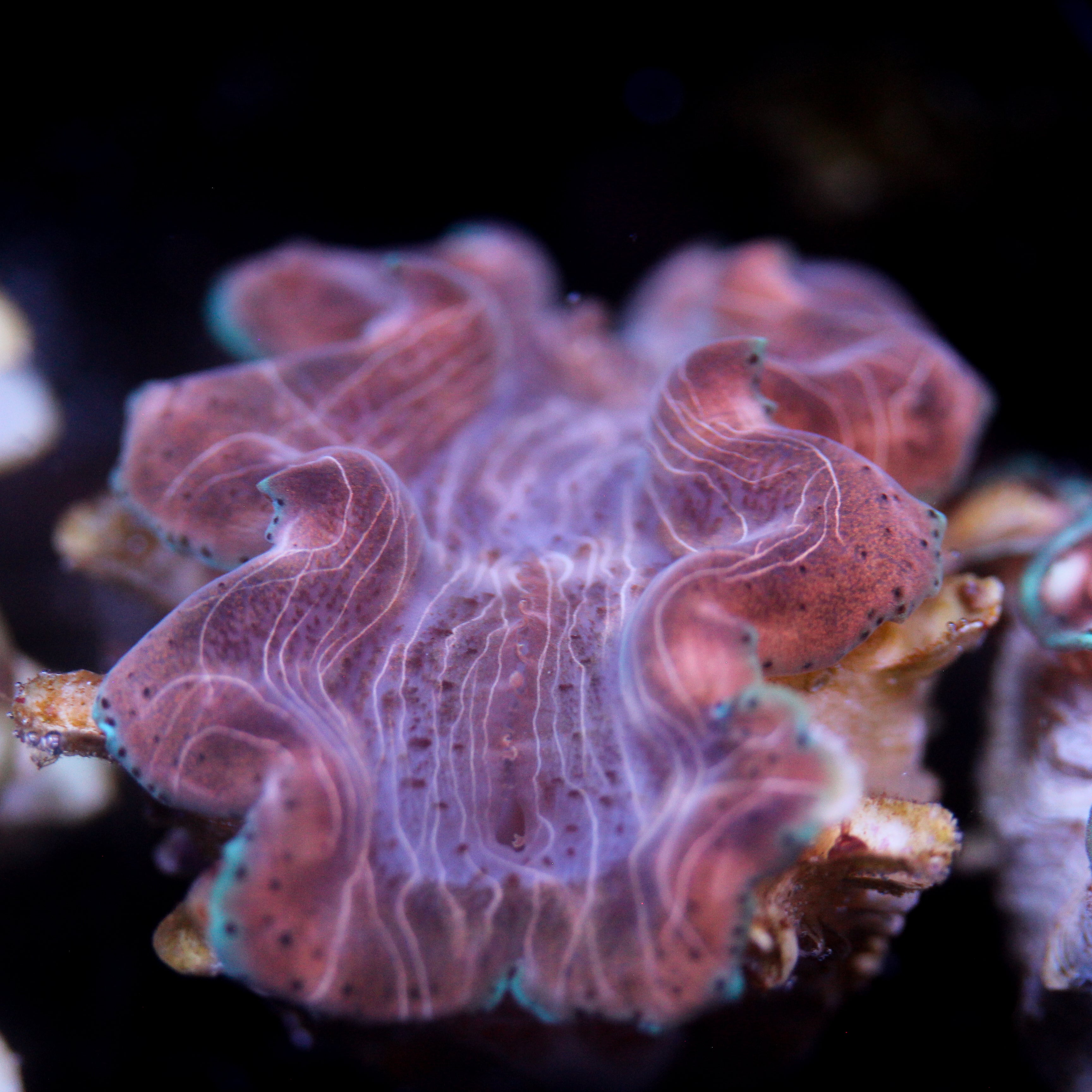 JC Biota Aquacultured Squamosina