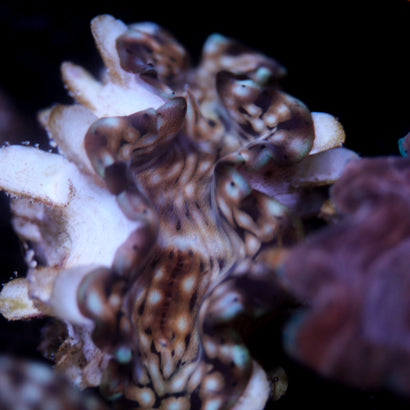 JC Biota Aquacultured Squamosa