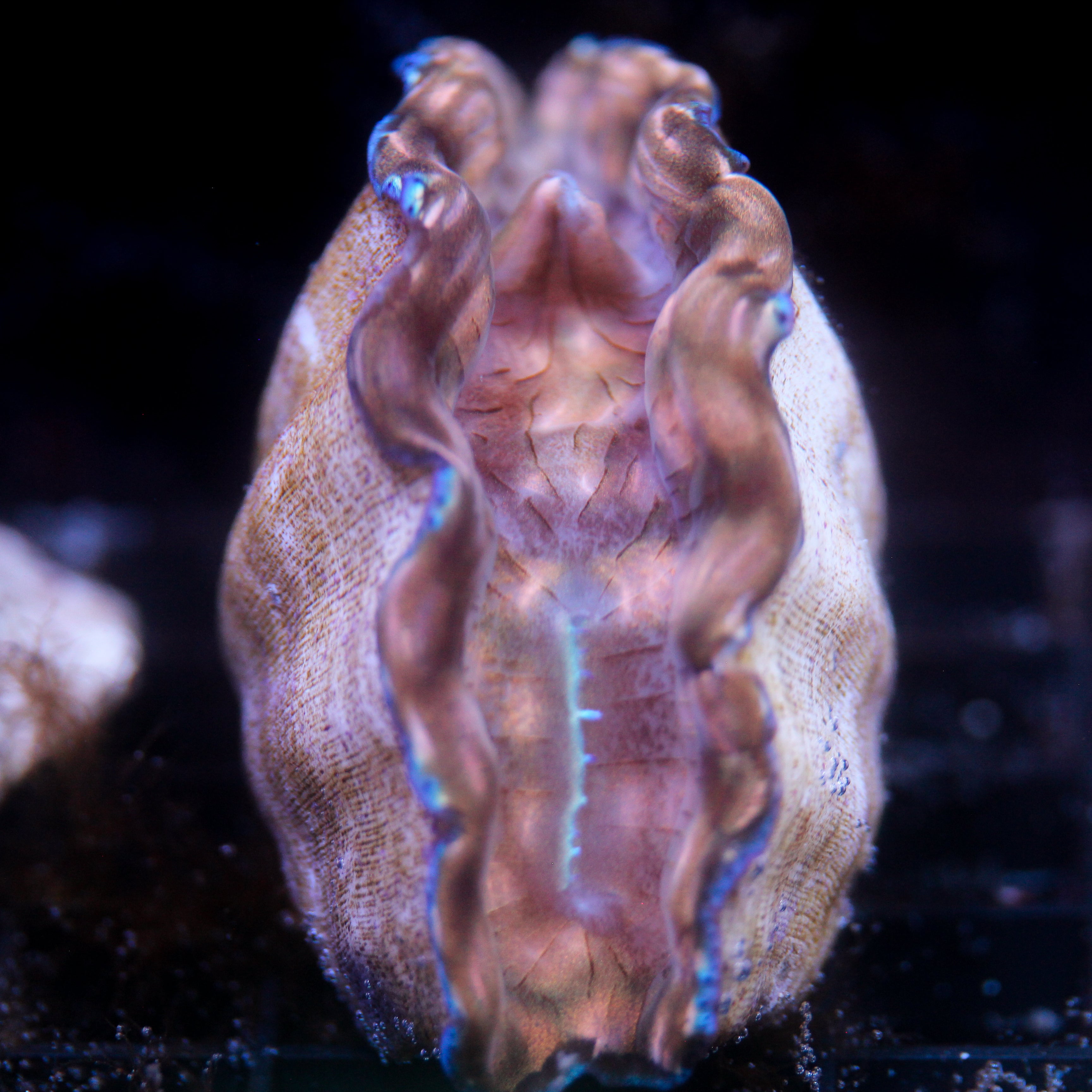 JC Biota Aquacultured Derasa