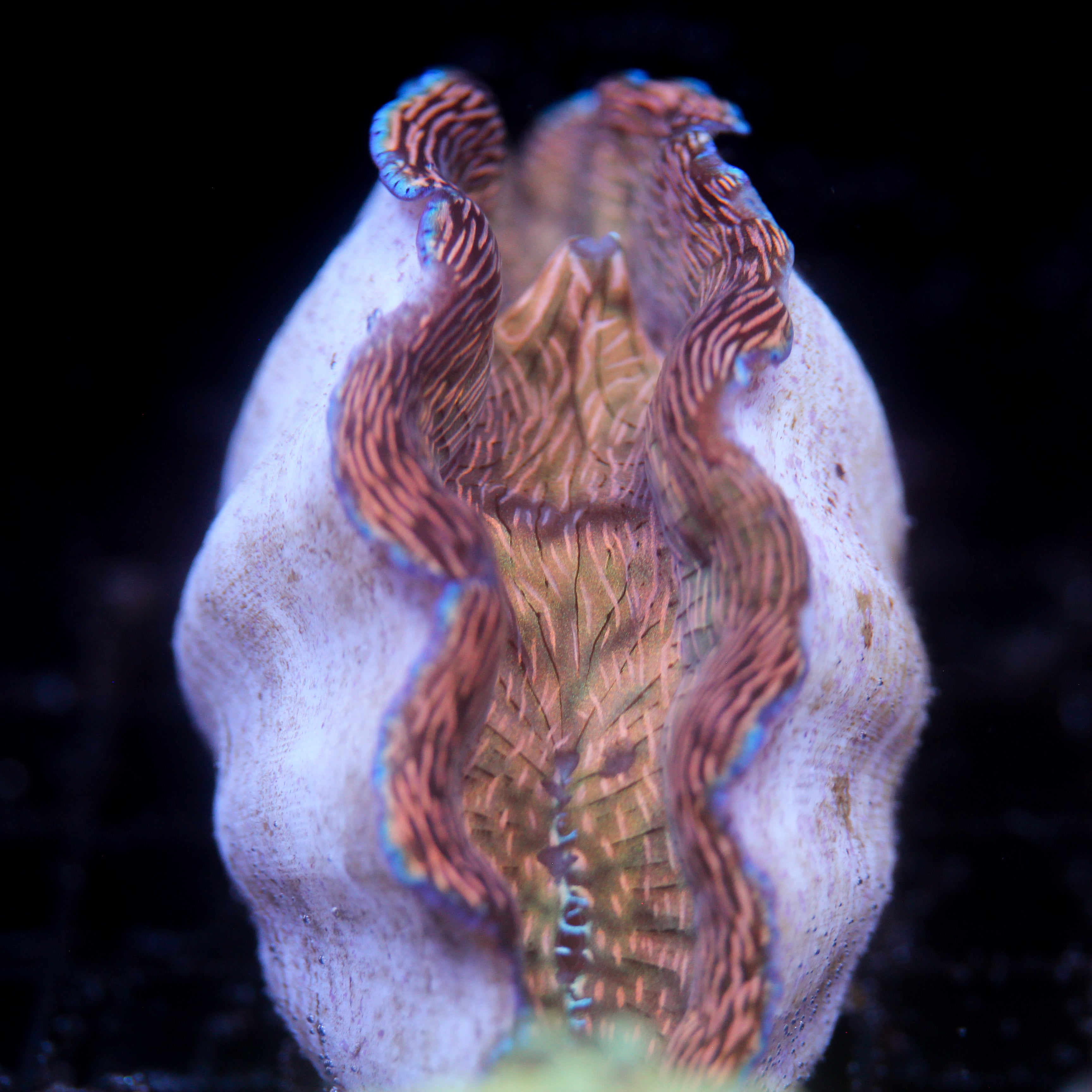 JC Biota Aquacultured Derasa