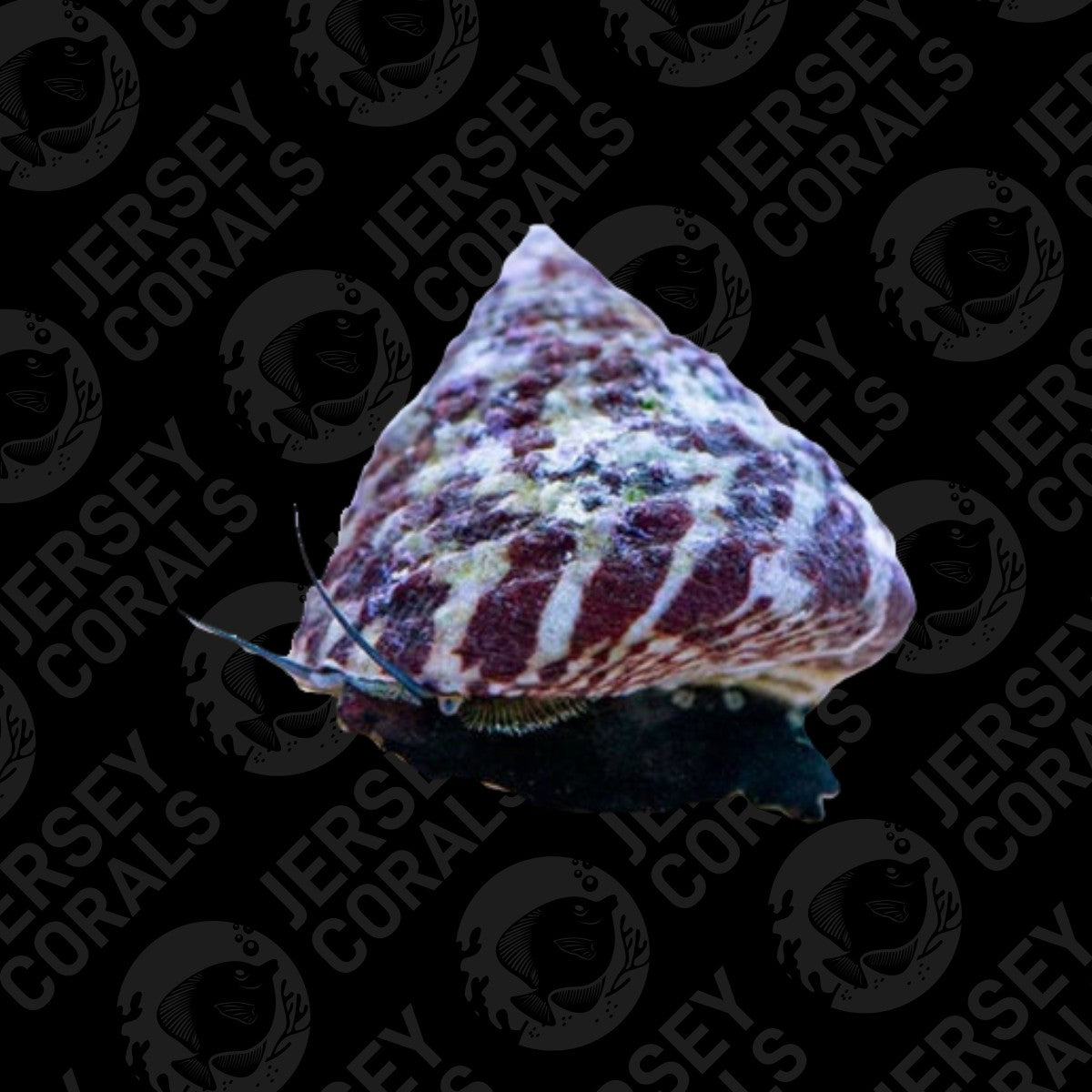 Trochus Snails - 5 Pack