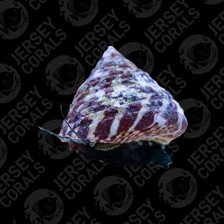 Trochus Snails - 5 Pack