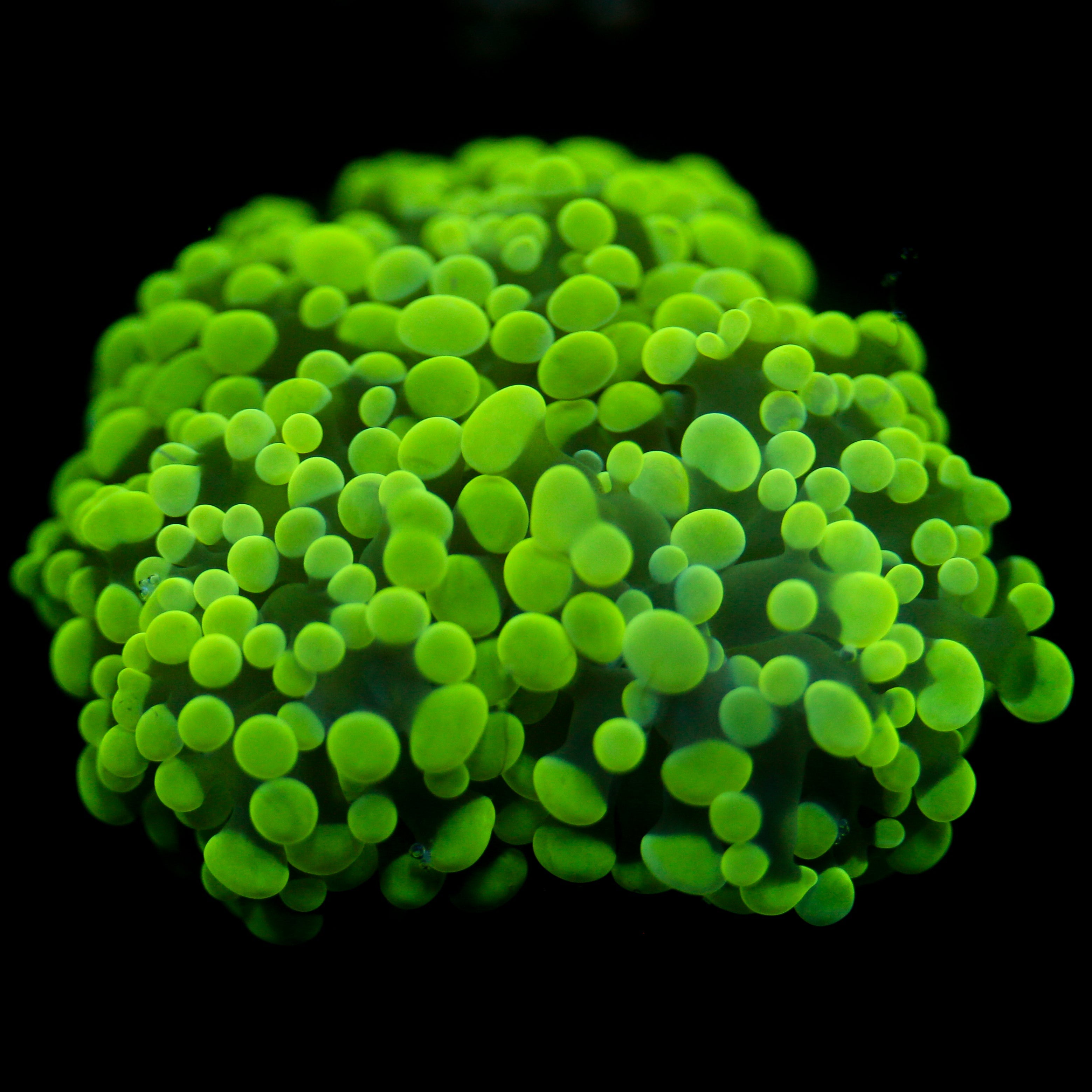 JC Neon Green Splatter Hammer Mutli Split