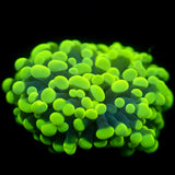 JC Neon Green Splatter Hammer