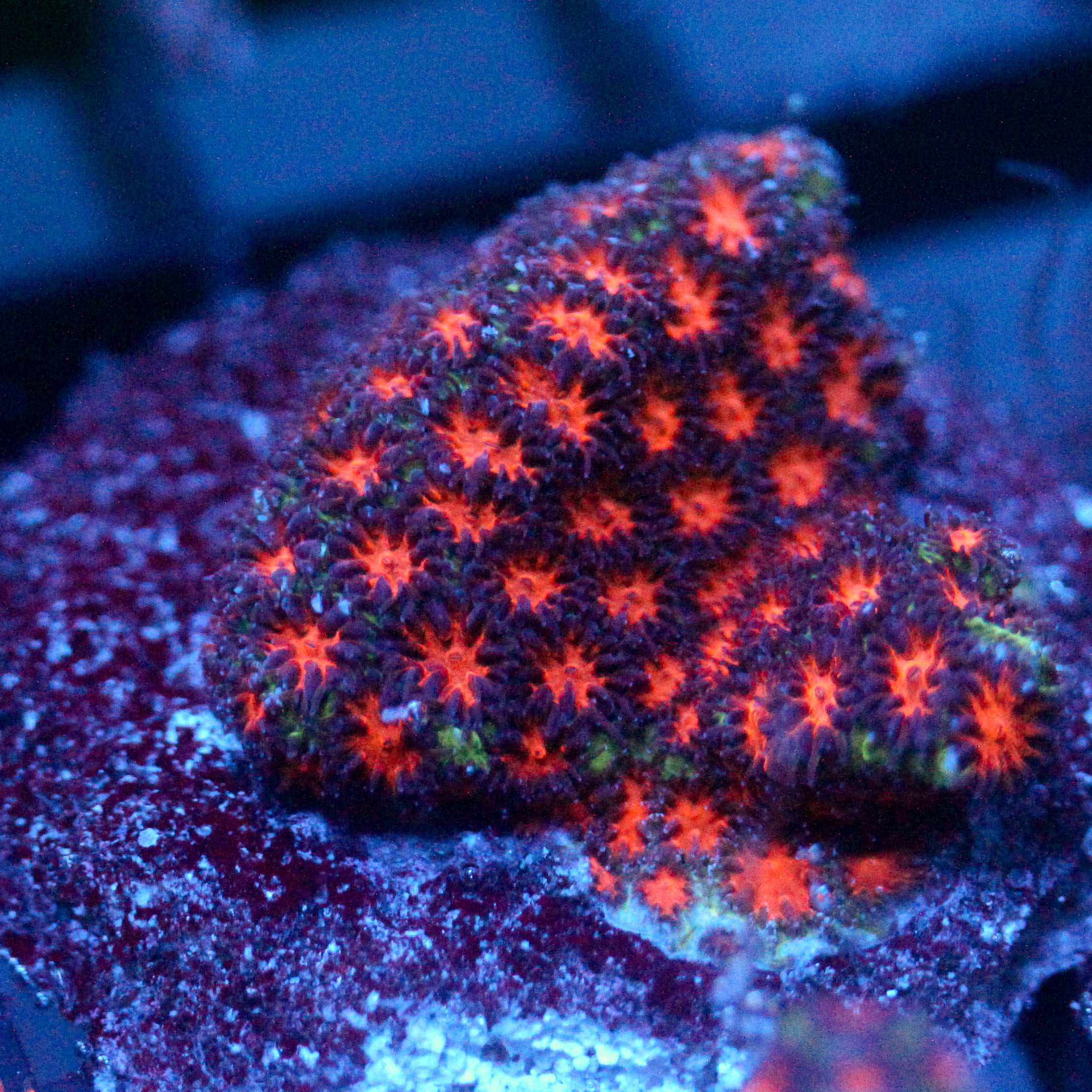 JC Biota Spooky Leptastrea
